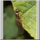 Sargus bipunctatus - Dungwaffenfliege 05.jpg